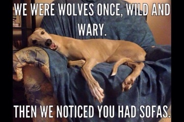 dogs-wolves-to-sofas